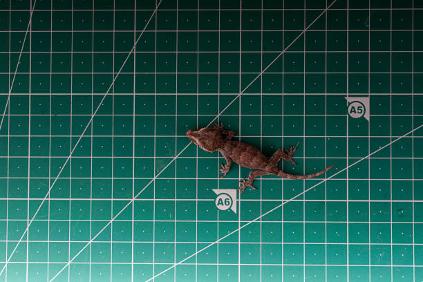 istock Gargoyle Gecko on green background 1181086477