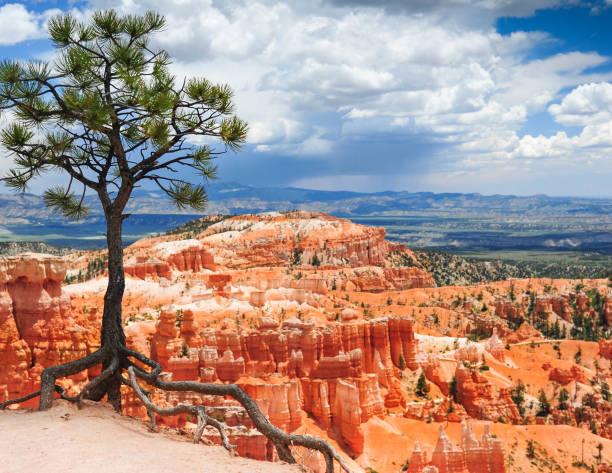 Tree with a View Forest Tree overlooking the  Bryce Canyon of Utah bryce canyon national park stock pictures, royalty-free photos & images