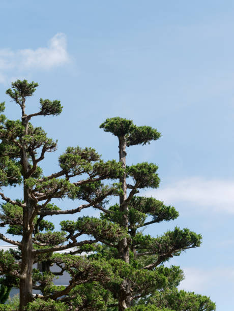 istock Green Pine Trees on background of blue sky 1181087594