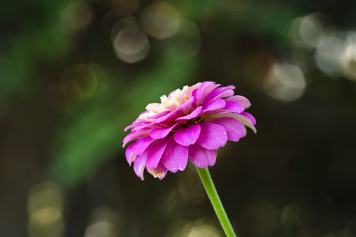Close-up view of pink zinnia with a double set of petals. Colorful bokeh blur in background. No people in image. Horizontal composition.