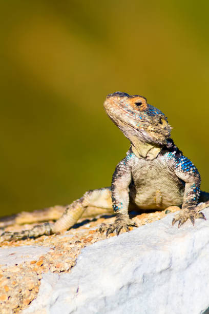 istock Chameleon. Green nature background. 1181090639