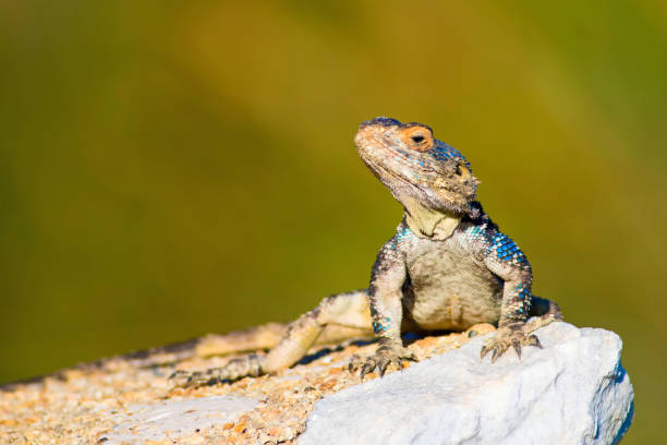 istock Chameleon. Green nature background. 1181090685