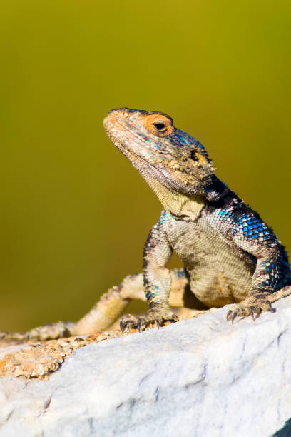 istock Chameleon. Green nature background. 1181090754