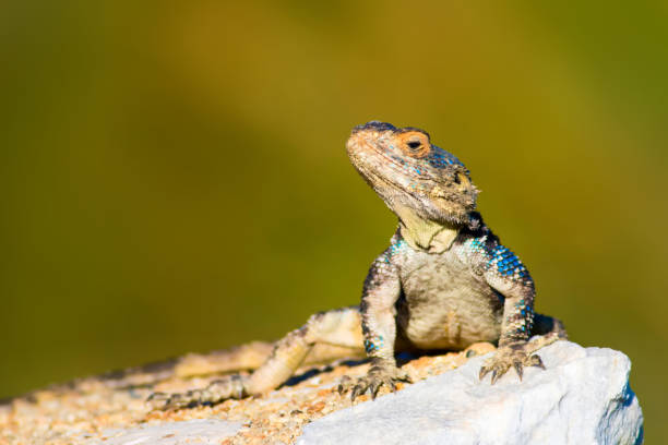 istock Chameleon. Green nature background. 1181090769