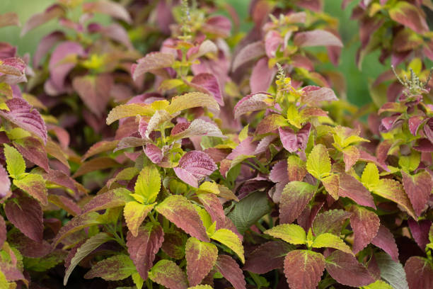 istock Coleus plant (also known as Painted Nettle) - close up 1181090879