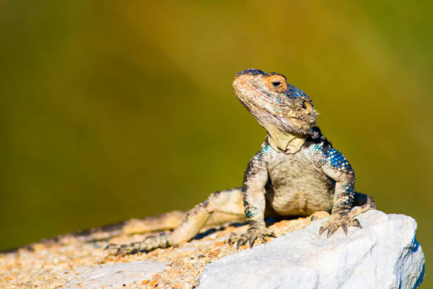 istock Chameleon. Green nature background. 1181090917