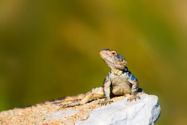 istock Chameleon. Green nature background. 1181091946