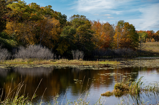 Beautiful Minnesota lake in fall, with trees, lily pads, and reeds on a sunny autumn day. Taken in Marine on St Croix MN