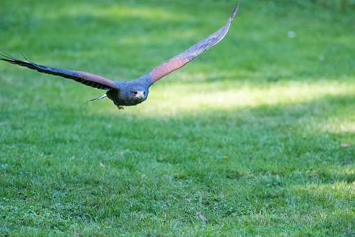 A Harris's Hawk glides close to the groung