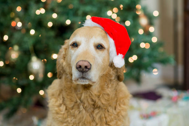 istock Christmas Golden Retriever 1181098782