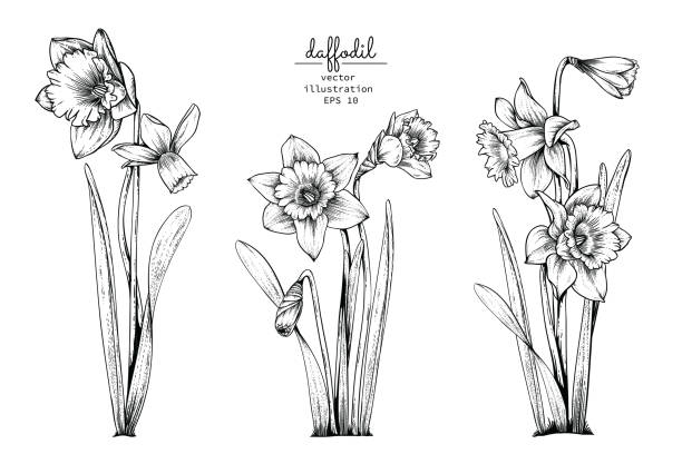 Print Sketch Floral Botany Collection. Daffodil or Narcissus flower drawings. Black and white with line art on white backgrounds. Hand Drawn Botanical Illustrations.Vector. daffodil stock illustrations