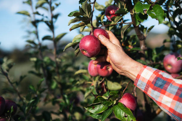 istock Farmer picking apples in orchard. 1181099990