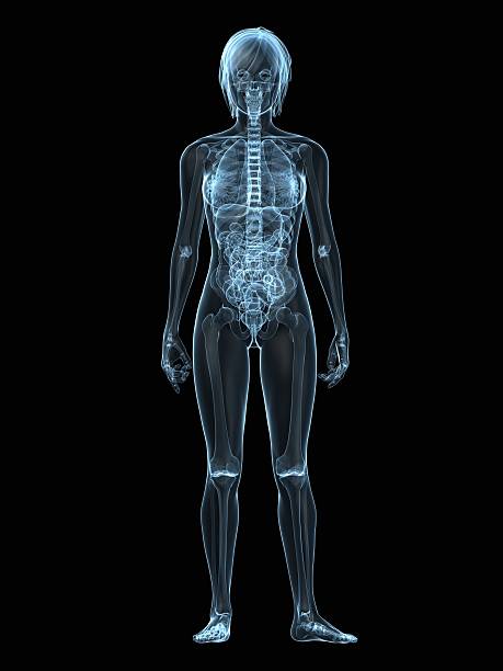 istock female x-ray illustration 118110018