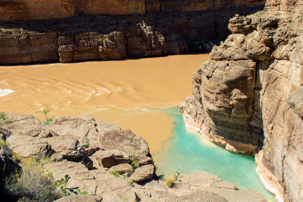 Havasu Creek enters the Colorado River inside of the Grand Canyon, where the clear blue water from Havasu Creek mixes with the muddied waters of the Colorado River.  A large number of bluehead sucker fish can be seen in Havasu Creek