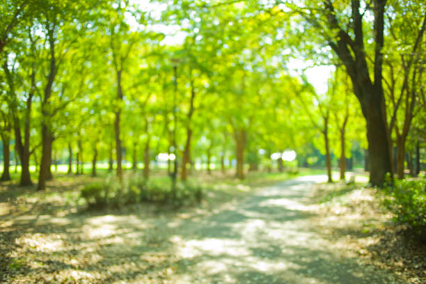 istock green park blur bokeh background 1181102868