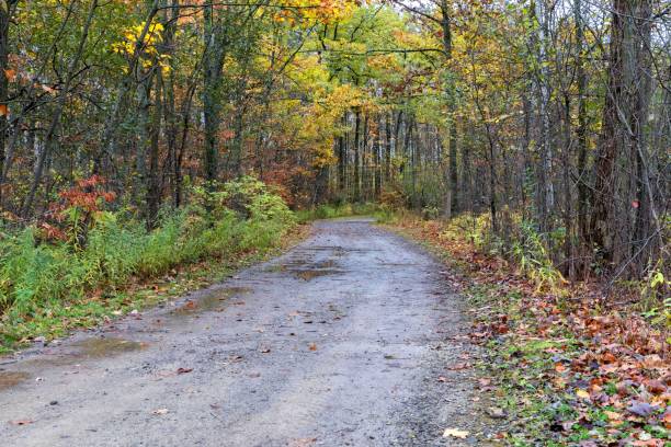 istock Wet dirt road into the colorful autumn forest. 1181103161