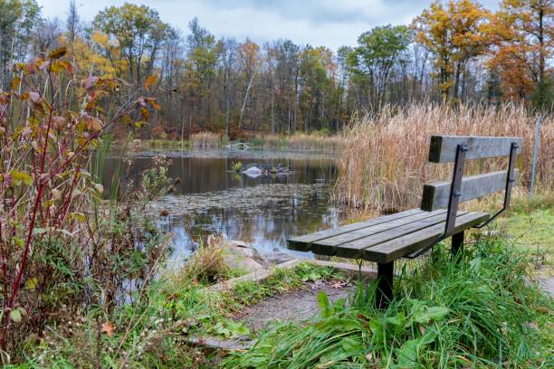 istock An empty bench by the pond in park on cloudy autumn day 1181103176