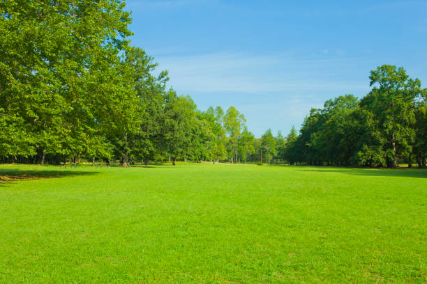 istock tree and lawn in the garden 1181103743