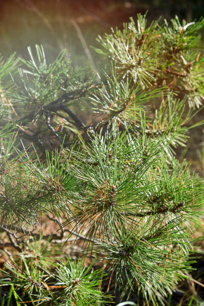 istock green pine branch on an autumn day 1181103762