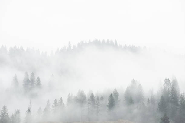 istock Foggy mountain forest landscape scenic 1181104256