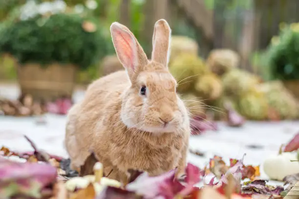 Photo of Rufus rabbit surrounded by colorful fall leaves and pumpkins