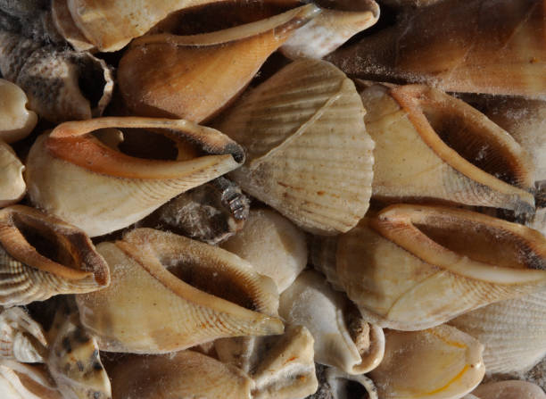 Antique sea shells hand made close up display stock photo