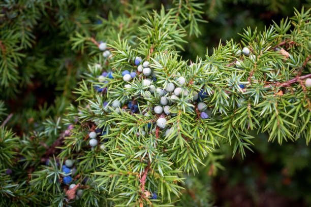 istock A Juniper branch with Juniper berries in Autumn time 1181106376