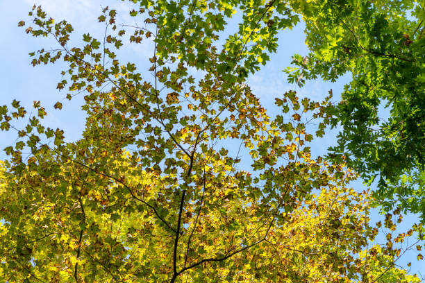 Trees crowns view from the ground in the autumn forest on the background of blue sky