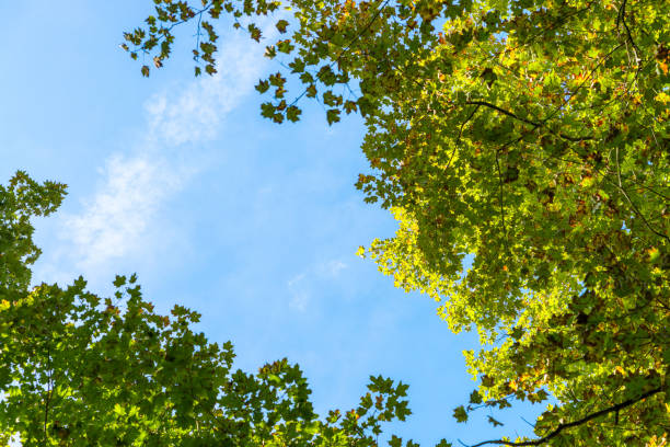 Trees crowns view from the ground with small copy space between in the autumn forest on the background of blue sky