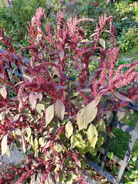 istock Red flower plant 1181107430