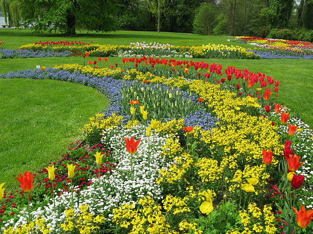 A bed of colorful tulips set against defocused cherry blossoms a the Brooklyn Botanical Garden in NYC. This was shot on Fuji Velvia slide film and drum scanned (all colors are real).