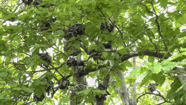 istock wide view of white-capped noddy terns nesting in a pisonia tree 1181108492