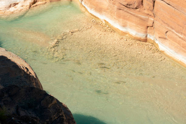 Bluehead Suckers in Havasu Creek Bluehead Sucker fish (catostomus discobolus) are seen during the spring spawning season in Havasu Creek near the Colorado River confluence havasu creek stock pictures, royalty-free photos & images