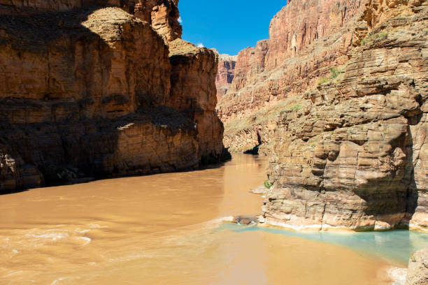 Havasu Creek meets the Colorado River Havasu Creek enters the Colorado River inside of the Grand Canyon, where the clear blue water from Havasu Creek mixes with the muddied waters of the Colorado River havasu creek stock pictures, royalty-free photos & images