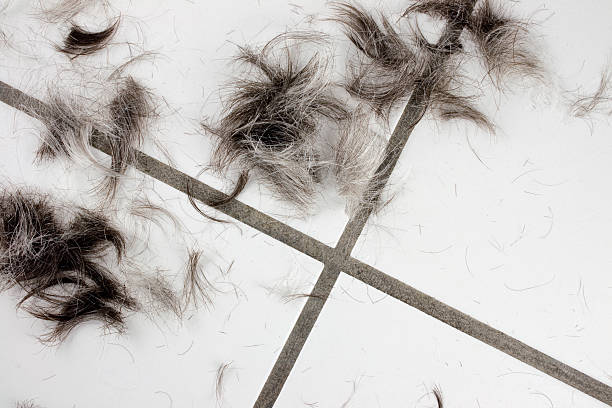 Clips of hair from a haircut stock photo