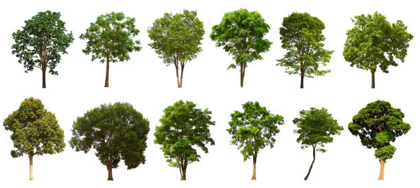 istock isolated tree set is located on a white background. Collection of isolated tree on white background 1181111952