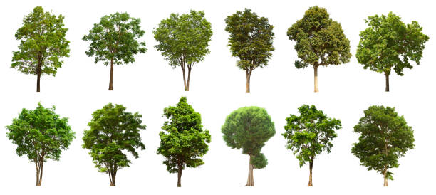 istock isolated tree set is located on a white background. Collection of isolated tree on white background 1181111953