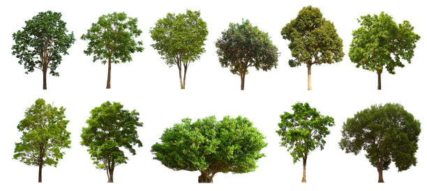istock isolated tree set is located on a white background. Collection of isolated tree on white background 1181111958