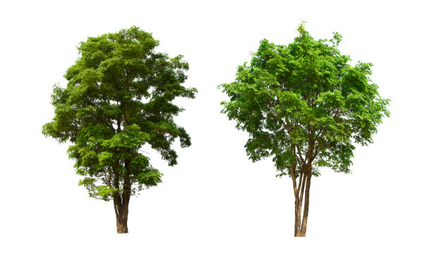 istock isolated tree set is located on a white background. Collection of isolated tree on white background 1181111996