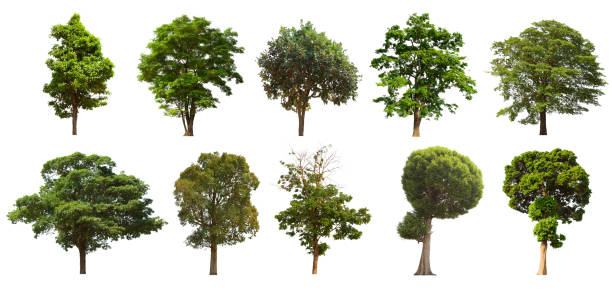 istock isolated tree set is located on a white background. Collection of isolated tree on white background 1181112035