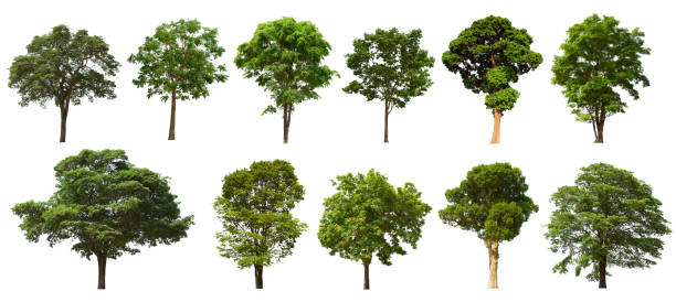 istock isolated tree set is located on a white background. Collection of isolated tree on white background 1181112036