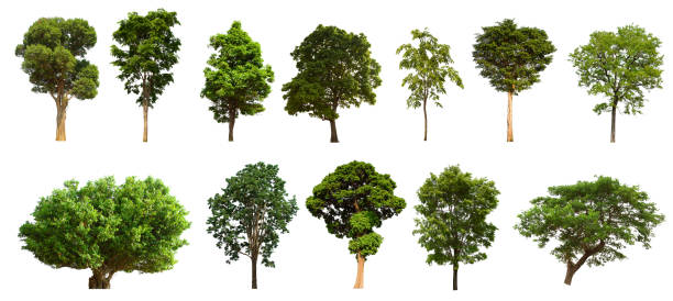 istock isolated tree set is located on a white background. Collection of isolated tree on white background 1181112124