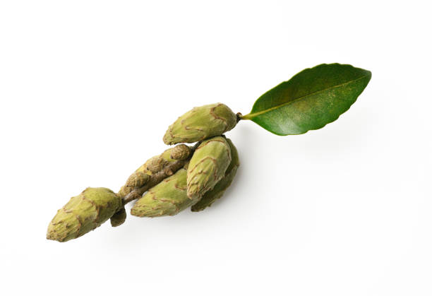Extreme close-up of Acorns with leaf, isolated on white with clipping path.