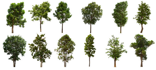 istock isolated tree set is located on a white background. Collection of isolated tree on white background 1181112221