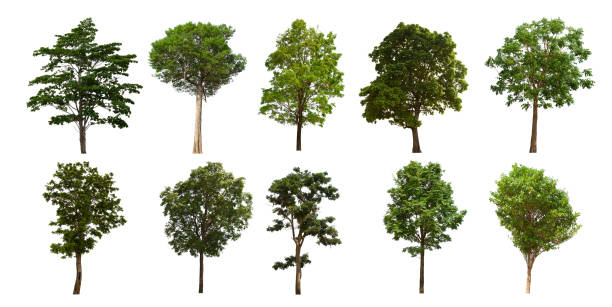 istock isolated tree set is located on a white background. Collection of isolated tree on white background 1181112812