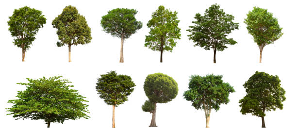 istock isolated tree set is located on a white background. Collection of isolated tree on white background 1181112906