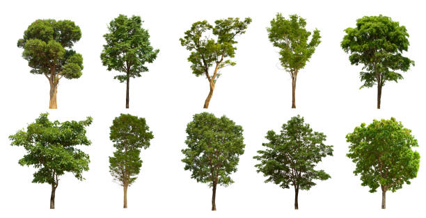 istock isolated tree set is located on a white background. Collection of isolated tree on white background 1181112936