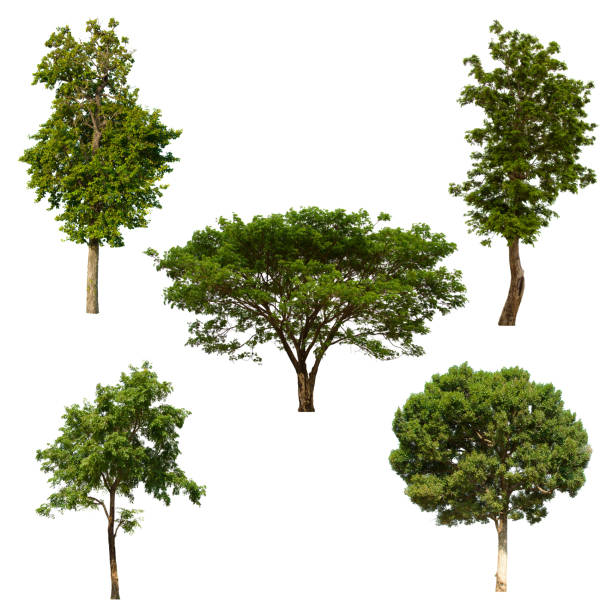 istock isolated tree set is located on a white background. Collection of isolated tree on white background 1181112995