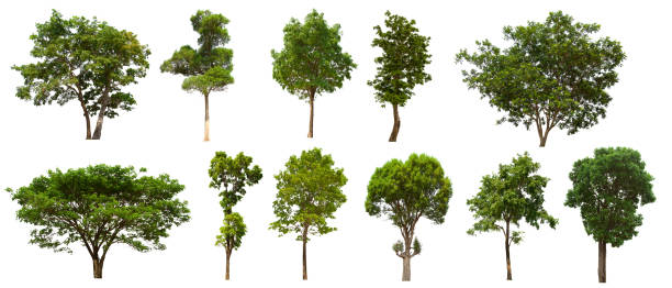 istock isolated tree set is located on a white background. Collection of isolated tree on white background 1181113005