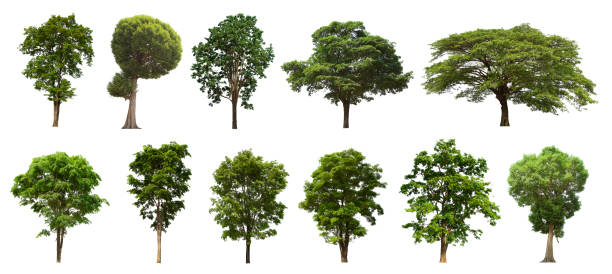 istock isolated tree set is located on a white background. Collection of isolated tree on white background 1181113110